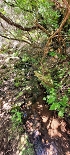 Plants: image 35 Of 208 Thumb